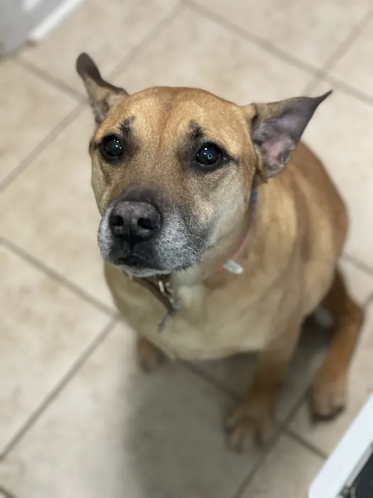 Pet Smiles Picture 8