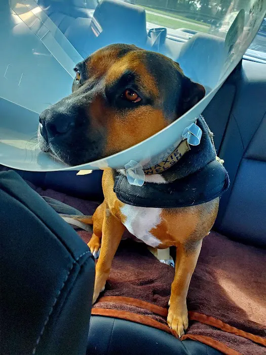Grand Strand Animal Hospital Picture 2