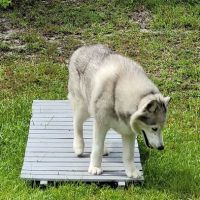 Grand Strand Animal Hospital ico