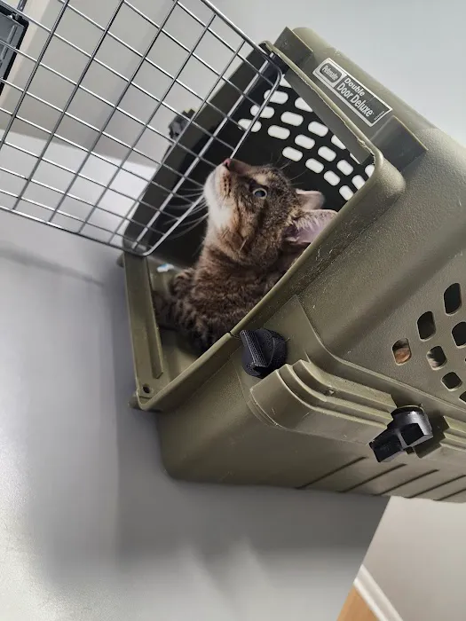 Grand Strand Animal Hospital Picture 3
