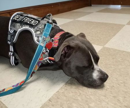 Myrtle Beach Animal Hospital