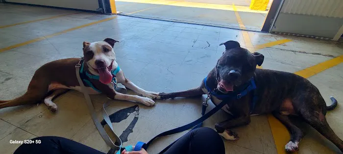 Myrtle Beach Animal Hospital Picture 8