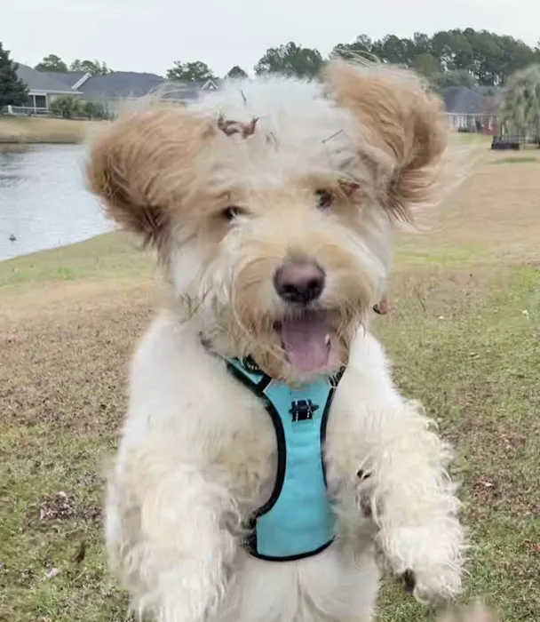 Myrtle Beach Animal Hospital Picture 10