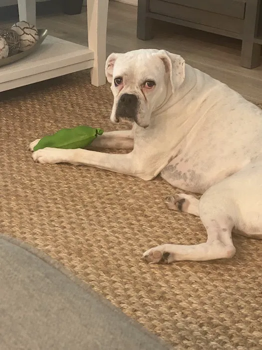 PrimePet Rehabilitation Therapy Picture 1