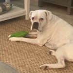 PrimePet Rehabilitation Therapy
