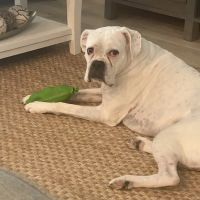 PrimePet Rehabilitation Therapy ico