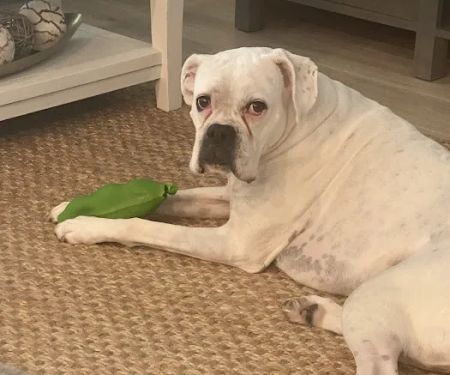 PrimePet Rehabilitation Therapy