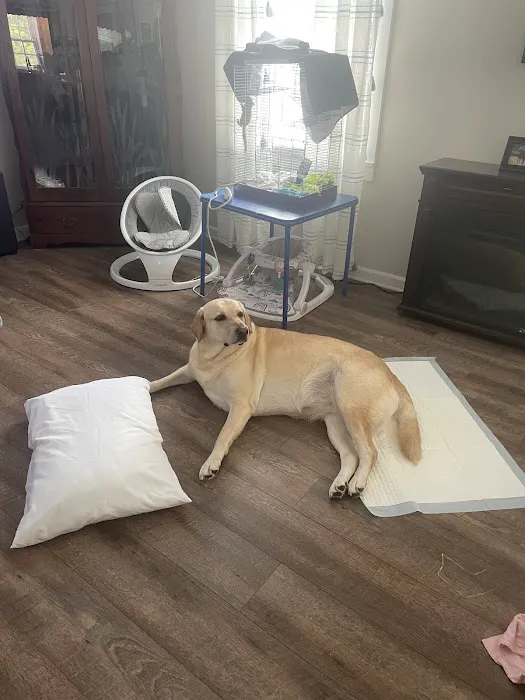 PrimePet Rehabilitation Therapy Picture 3