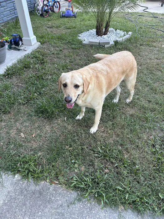 PrimePet Rehabilitation Therapy Picture 6