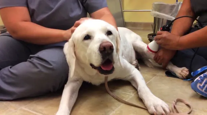 PrimePet Rehabilitation Therapy Picture 10