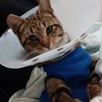 Loris Animal Hospital