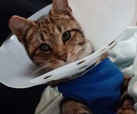 Loris Animal Hospital