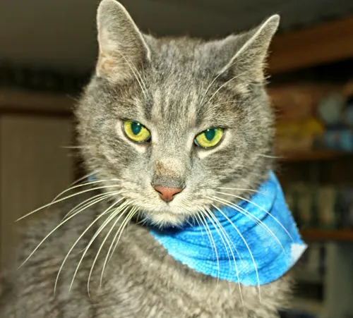 Meadowlawn Animal Services-Loris Picture 2