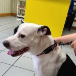 Meadowlawn Animal Services-Loris