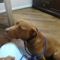 South Robeson Veterinary Clinic ico