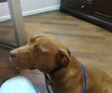 South Robeson Veterinary Clinic