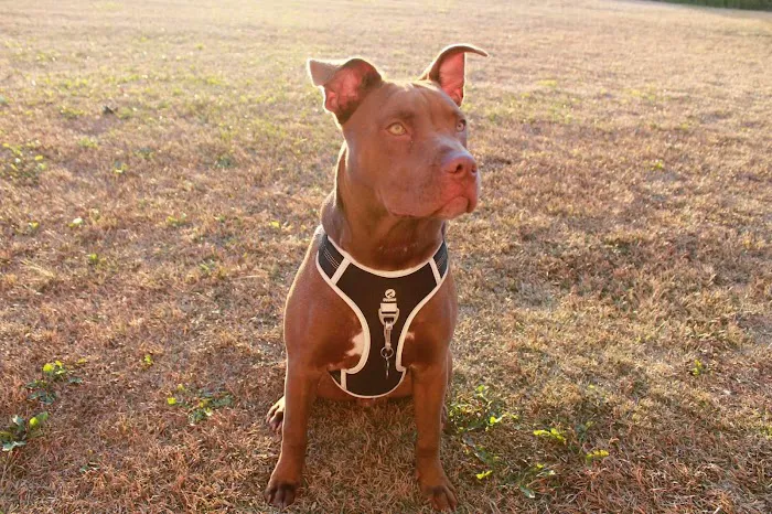 South Robeson Veterinary Clinic Picture 8