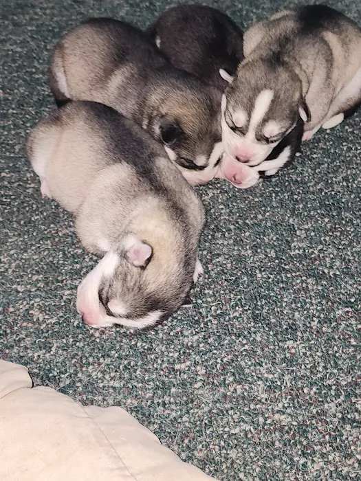 Mullins Veterinary Hospital Picture 7