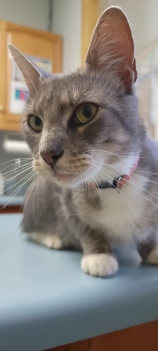 Waccamaw Regional Veterinary Center Picture 2