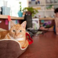 Waccamaw Regional Veterinary Center ico