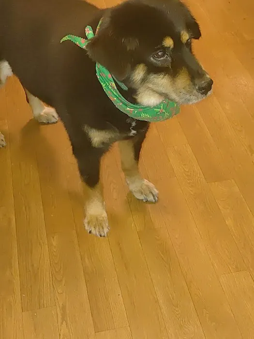 Bladen Animal Hospital Picture 2