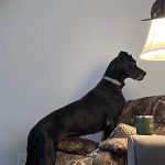 Bladen Animal Hospital