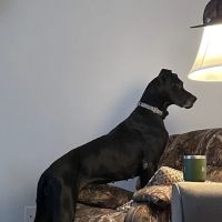 Bladen Animal Hospital ico