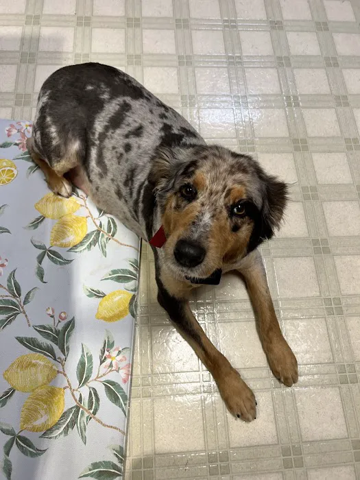 Bladen Animal Hospital Picture 4