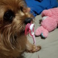 Central Appalachian Veterinary Clinic ico