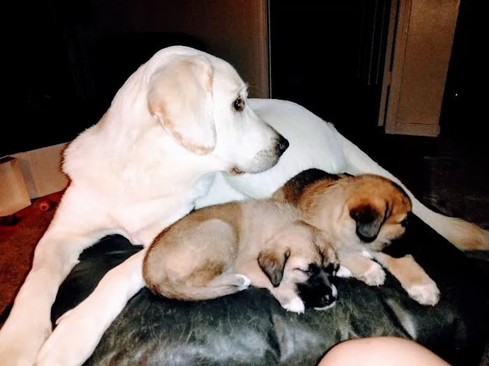 Williamson Animal Hospital Picture 2