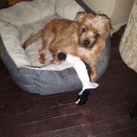 Williamson Animal Hospital ico