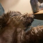 Country Hills Veterinary Hospital
