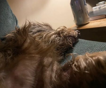Country Hills Veterinary Hospital