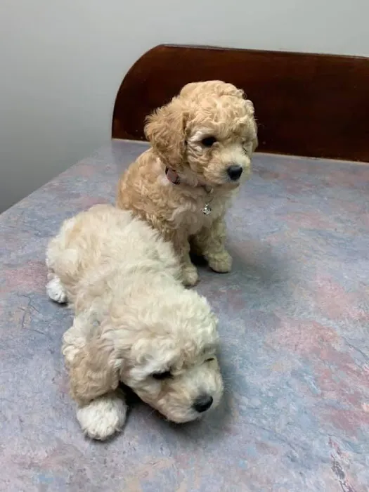 Country Hills Veterinary Hospital Picture 2