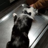 Highland Veterinary Clinic ico