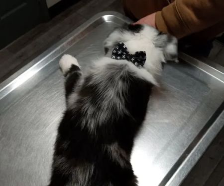 Highland Veterinary Clinic