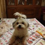 Highway 58 Animal Hospital: Whitaker Shane DVM
