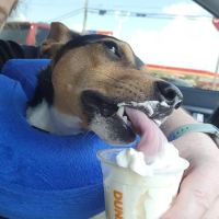 Wellspring Veterinary Care ico