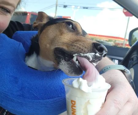 Wellspring Veterinary Care