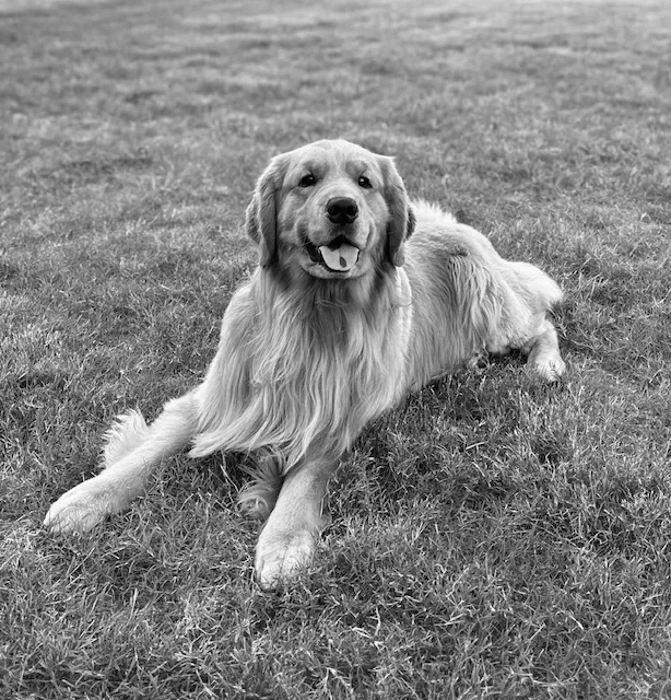 Wellspring Veterinary Care Picture 3