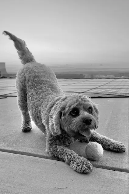 Wellspring Veterinary Care Picture 6