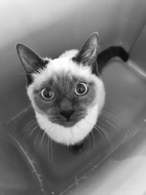 Wellspring Veterinary Care Picture 4