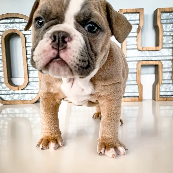 Ooltewah Veterinary Hospital Picture 1