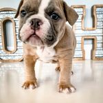 Ooltewah Veterinary Hospital