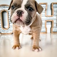 Ooltewah Veterinary Hospital ico