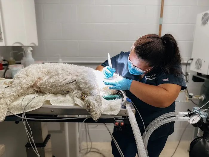 Animal Medical Professionals Picture 3