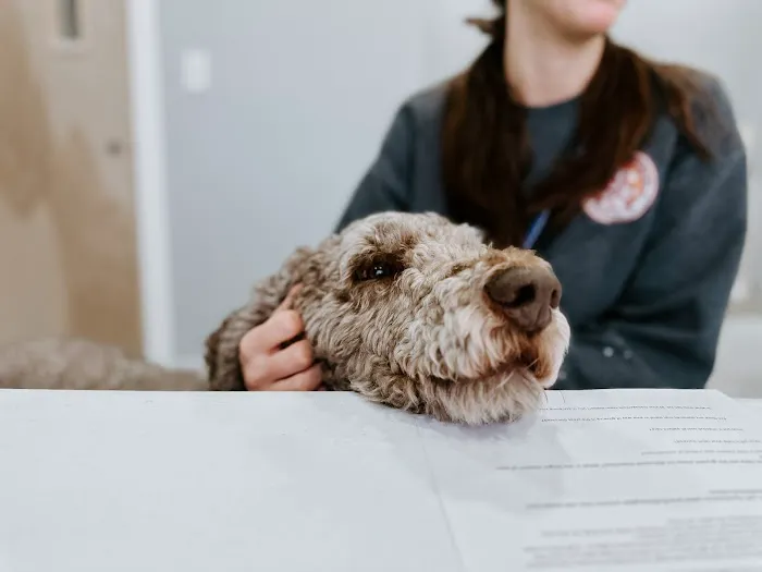 Animal Medical Professionals Picture 7