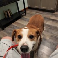 bishop animal hospital ico