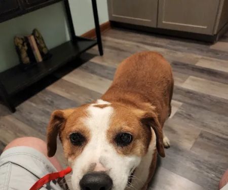 bishop animal hospital
