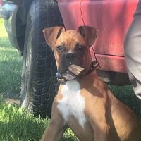 Bishop Animal Hospital ico